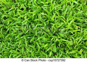 Plants of this type have always been important to humans. They have ...