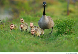 ... internet called Ryan Gosling baby goose. He googled it and got this