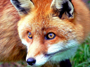 Fox Animals Art