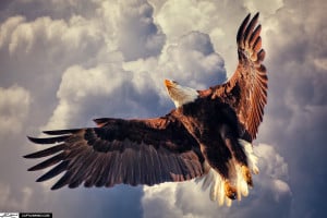American Bald Eagle Flying in Cloudy Sky