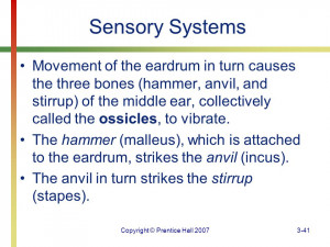 ... causes the three bones (hammer, anvil, and stirrup) of the middle e