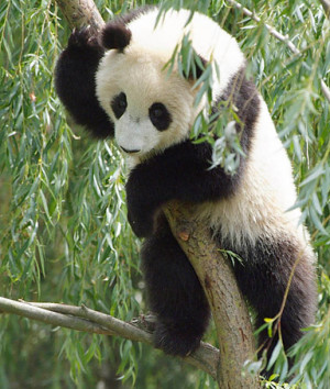 Tai Shan, the Washington National Zoo's giant panda cub, plays in a ...