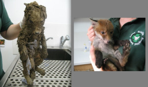 Baby Fox Saved After Fighting For Its Life In Mud Pit