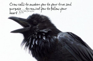 Message from the crow
