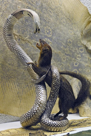 King Snake vs King Cobra