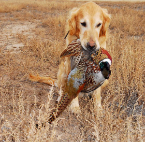 ... by tatorzuk s place and go pheasant hunting spud says mmmmmmm pheasant