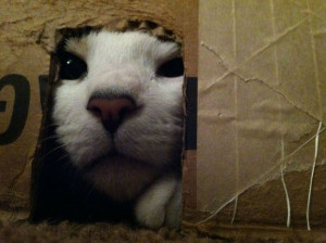 Famous & Funny Quotes About Cats. Funny Cat Quotes Clip Art Picture ...