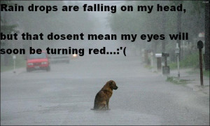 sad rain dog Image