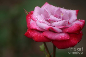 tears-from-heaven-living-color-photography-lorraine-lynch.jpg