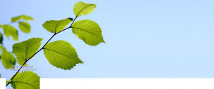 Nature green leafes with plain bright sky background Facebook cover