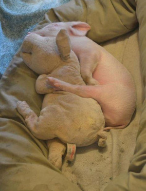 Funny photos funny pig baby sleeping stuffed animal