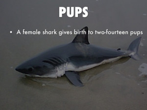 baby great white shark pups