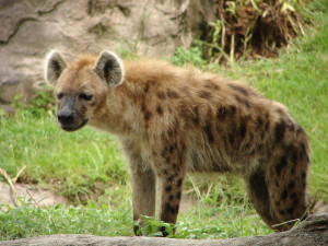 Wild Animal Hyena in Forest