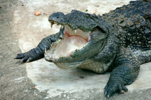Mugger crocodile 2.JPG