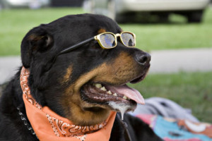 Funny Rottweiler Dogs Photos/Images 2012