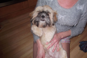 shih tzu bitch puppy 375 posted 1 year ago for sale dogs shih tzu