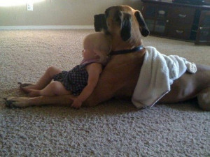 dog-baby-seat