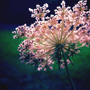 nature_stars_II_by_tangleduptight