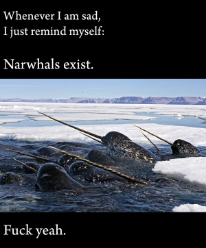 Whenever I am sad, I just remind myself: Narwhals exist.