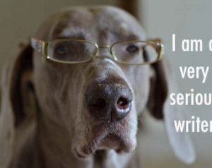 weimaraner humor dog photography 5x 7 - i am a very serious writer ...