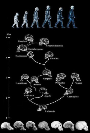 human evolution chart-good