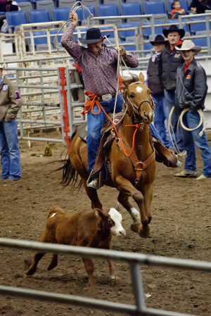 Calf Roping Quotes Great time at the rodeo!