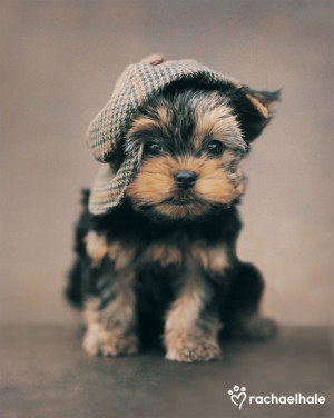 maxwell yorkshire terrier puppy 4 8 out of 5 based on 134 ratings ...