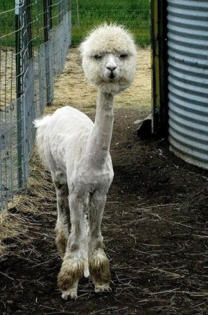 Funny photos funny llama alpaca haircut