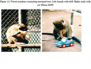 Monkeys playing with toys in 2009 Hines study