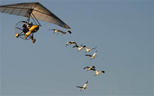 Whooping cranes plane' runs afoul of FAA