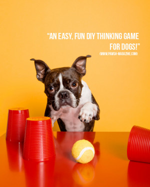 ... ball (or a similar beloved toy) to create a mental hunt for your dog