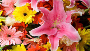 Tropical Flowers Desktop