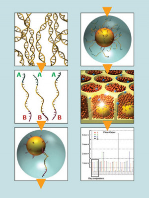 Next Generation Sequencing 454