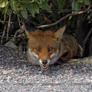 Red Fox Cub Weeks Old Vulpes