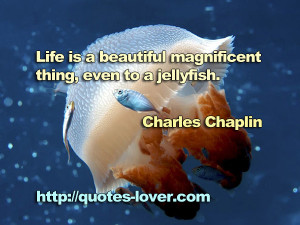 Life is a beautiful magnificent thing, even to a jellyfish.