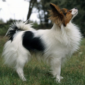 Dog Breeds That Start with P