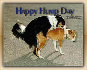 wednesday-humpday-hump-day-dog-dogs-pets-funny-humor-lol-lolz-animals ...