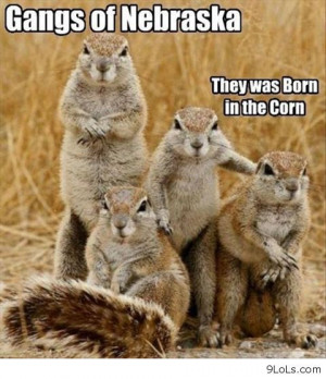Funny Gangs of Nebraska - Funny Pictures, Funny Quotes, Funny Videos ...