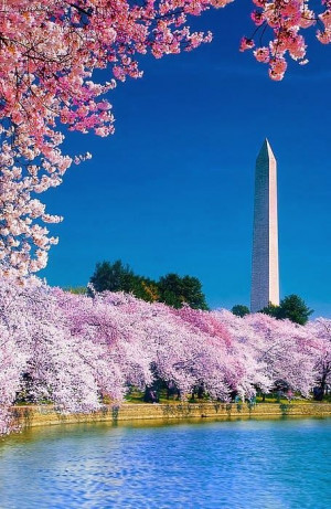 Cherry Blossom Festival, Washington, DC