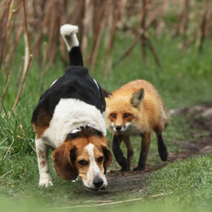 beagle hunting dog One of Worst Hunting Dogs Ever