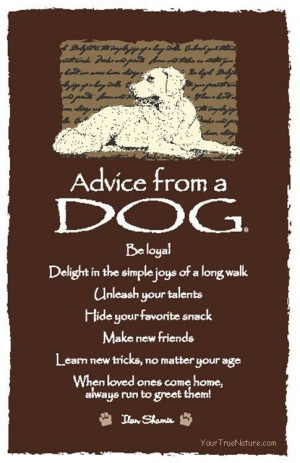Advice from our dog