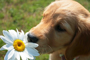Take time to Smell the Flowers