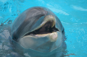 Bottlenose Dolphins Can...