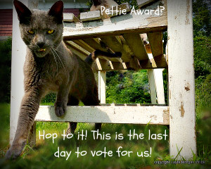 pettie-award-vote-quote-cats-cute