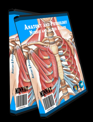 Anatomy And Physiology Models