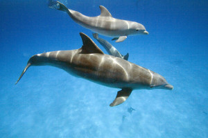 ... Pictures images funny bottlenose dolphins jumping animal wallpaper