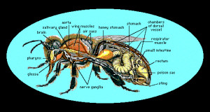 Beesand Wasps