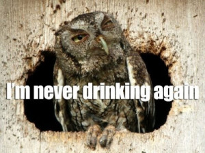 Hungover Owls - Funny pictures
