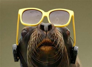 Funny Photos of Animals Wearing Glasses [15 pics]