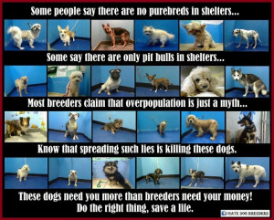 Don't spread lies! Adopt, don't shop!